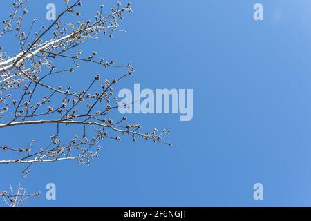 Flowering willow branches against a clear blue sky. Delicate fluffy silvery buds. The concept of early spring. April Easter nature background. The sym Stock Photo