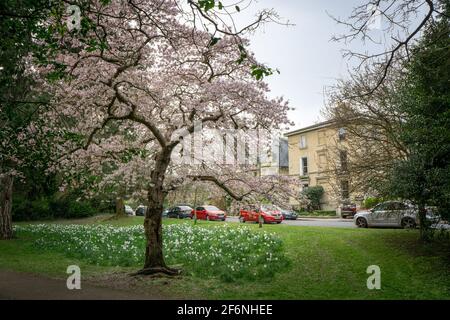 Henrietta Park, Bath. 2nd April 2021 Early Spring blossom has burst into an abundance of pink blooms in one of Bath's most picturesque public gardens, Henrietta Park. Recent warm weather has encouraged thousands of delicate pink flowers to emerge and have filled the air with sweet scent and buzzing bees. Credit: Casper Farrell/Alamy Live News Stock Photo