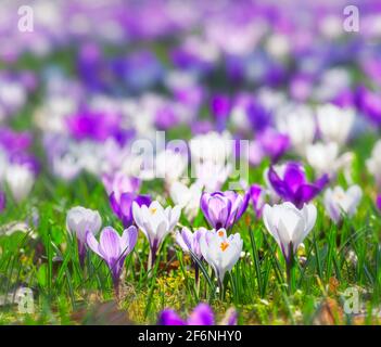 Flourishing spring meadow with various crocus flowers Stock Photo