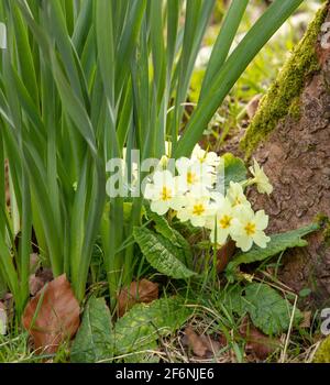 Spring Primrose flowering in the countryside near Croydon, England Stock Photo