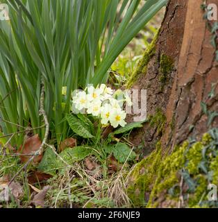 Spring Primrose flowering in the countryside near Croydon, England Stock Photo