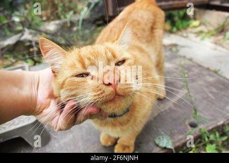 Hand stroking a cat. Beautiful red cat. Stock Photo