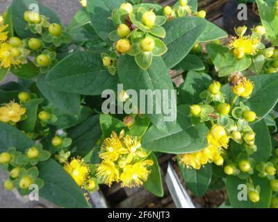 Hypericum × hidcoteense 'Hidcote', St John's wort 'Hidcote', Hypericum 'Hidcote Gold', Hypericum patulum 'Hidcote in flower Stock Photo