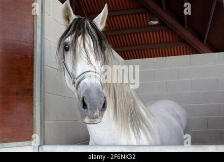 Beautiful white horse on stall. Spanish purebred Stock Photo