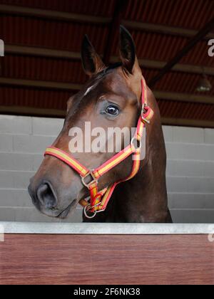 Portrait of a brown purebred horse with spanish flag snaffle bridle on stall Stock Photo