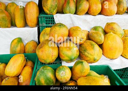 Array of many colorful ripe papaya fruits laying on shelves, surrounded by green trays, for sale at a street market in the Philippines, Asia Stock Photo