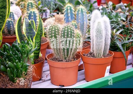 Various green cactus plant with spikes around tree in small pot. Cactus sold in store. Stock Photo