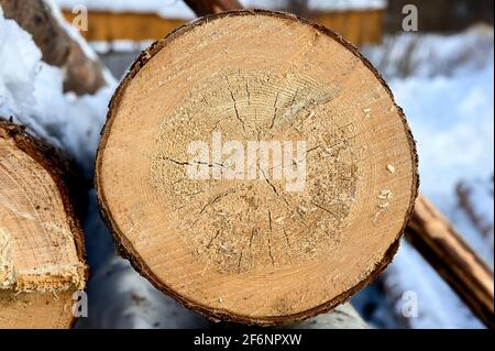 cross-section of pine, sawn wood Stock Photo