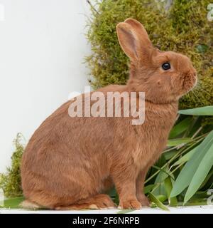 Thrianta rabbit Stock Photo