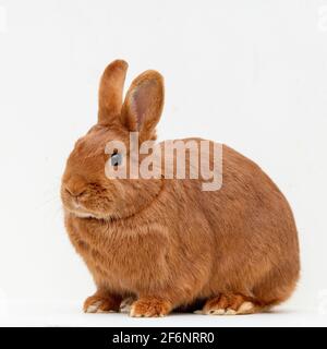 Thrianta rabbit Stock Photo - Alamy