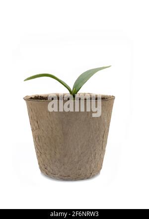 young luffa seedling in a  biodegradable fiber pot  isolated on a white background Stock Photo
