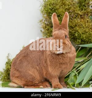 Thrianta rabbit Stock Photo