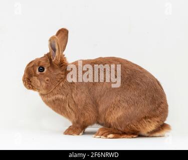 Thrianta rabbit Stock Photo