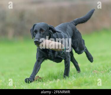 Black labrador retriever dog Stock Photo
