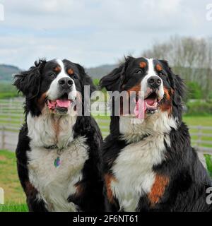 bernese mountain dogs Stock Photo