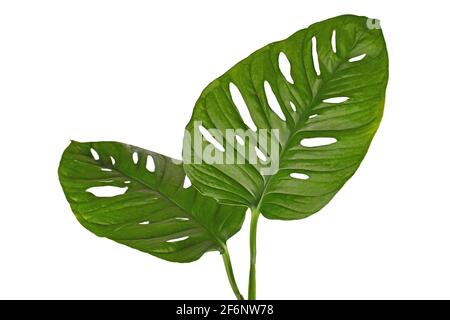 Large leaf of tropical 'Monstera Adansonii' houseplant with holes isolated on white background Stock Photo