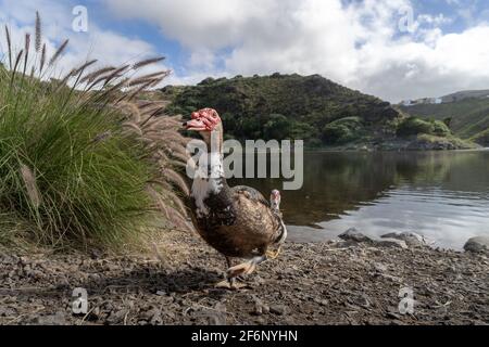 A duck on the shore of Las Garzas dam. Santa María de Guía. Gran Canaria. Canary Islands Stock Photo