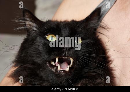 meowing black cat opened its mouth large Stock Photo