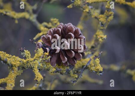 a Pine cone has come to a standstill on a Bush Stock Photo