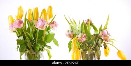 Fading and not wilted bouquet of rose roses and yellow tulips flowers againt white background. Concept of death floral object. Stock Photo