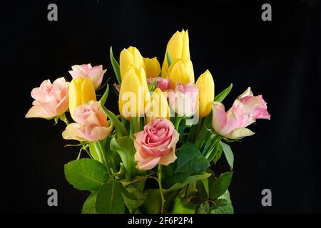 Bouquet of rose roses and yellow tulips on black background Stock Photo