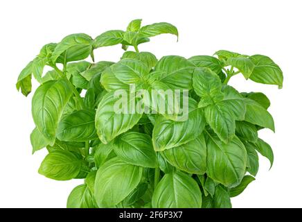 Fresh basil isolated on white background. Clipping path Stock Photo