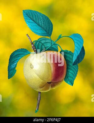 Digitally enhanced image of a 19th-century hand painted Engraving illustration of a Calville Blanc (Apple) by Pierre-Joseph Redoute. Published in Choi Stock Photo