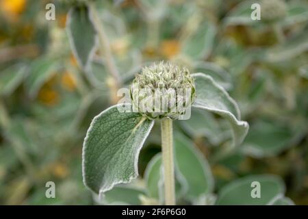 Phlomis fruticosa or Jerusalem sage buds on the blurred background Stock Photo