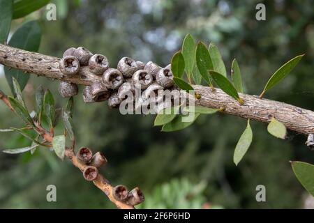 Callistemon rigidus or melaleuca linearis or narrow-leaved bottlebrush branch with leaves and woody capsules fruits Stock Photo