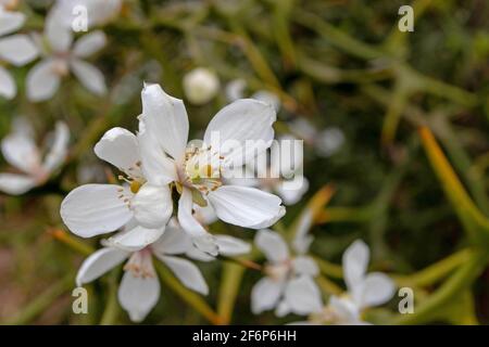 Trifoliate orange white fragrant flowers. Poncirus trifoliata flowering plant. Stock Photo