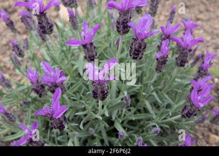 Lavandula stoechas or Spanish or topped or French lavender flowering plant. Spring purple flower spikes. Stock Photo