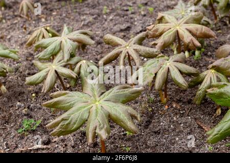 Podophyllum peltatum or mayapple or american mandrake or ground lemon leaves in the spring Stock Photo