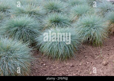 Blue fescue or festuca glauca ornamental grass in the garden Stock Photo