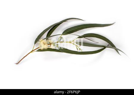 Eucalypt or eucalyptus branch with flowers, leaves and buds isolated on white with shadow. Stock Photo