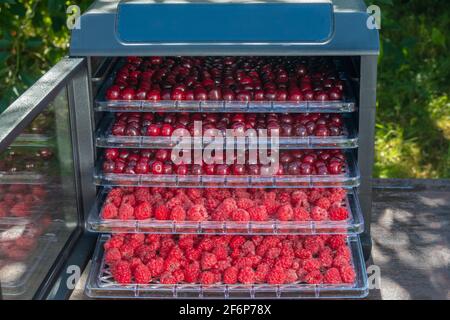 Fresh cherries and raspberries ready for dehydration in an electric drying machine for home drying of fruits and berries. Stock Photo