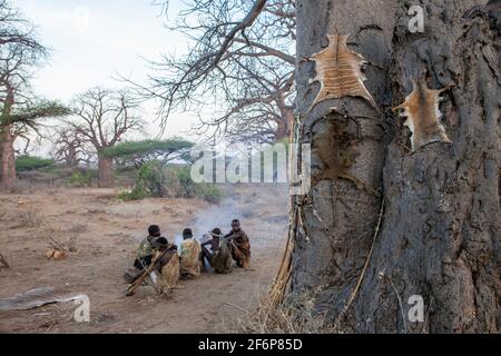 (10/15/2014) The Hadza are used to socialize around the fire by smoking a pipe or playing tribal instruments and decorate the trees of the village with the skins of captured preyThe Hadza are a Tanzanian ethnic group living around Lake Eyasi. The population reaches almost a thousand people; 300-400 live as hunter-gatherers. The Hadza have no close correlation with any other population. They were considered an East African branch of the Khoisan people, mainly due to the fact that their language has the typical pops of the Khoisan languages, but recent genetic research studies suggest a proxim Stock Photo