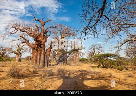 (10/15/2014) the territory where the Hadzabe live is mainly bush in the plains and is rich in baobab treesThe Hadza are a Tanzanian ethnic group living around Lake Eyasi.  The population reaches almost a thousand people; 300-400 live as hunter-gatherers.  The Hadza have no close correlation with any other population. They were considered an East African branch of the Khoisan people, mainly due to the fact that their language has the typical pops of the Khoisan languages, but recent genetic research studies suggest a proximity to the Pygmies. Their language appears to be isolated, unrelated to Stock Photo