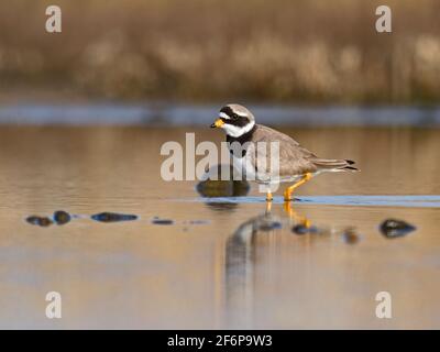 Ringed Plover, Charadrius hiaticula, male in breeding plumage, North Norfolk, spring Stock Photo