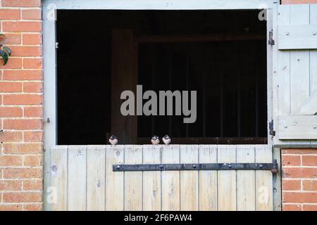 Barn Swallows, Hirundo rustica, young just out of a nest in a barn being fed by parents while perched on barn door, Briston, North Norfolk, September Stock Photo