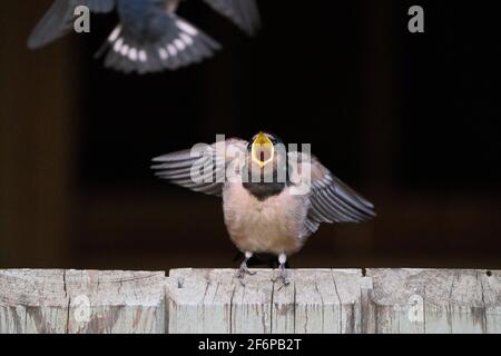 Barn Swallows, Hirundo rustica, young just out of a nest in a barn being fed by parents while perched on barn door, Briston, North Norfolk, September Stock Photo