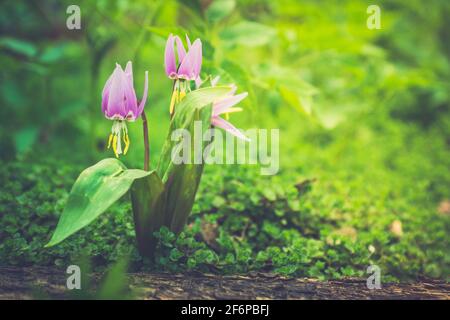 Siberian fawn lily (Erythronium sibiricum). Selective focus. Stock Photo