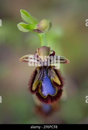 Mirror Orchid - Ophrys speculum Stock Photo - Alamy