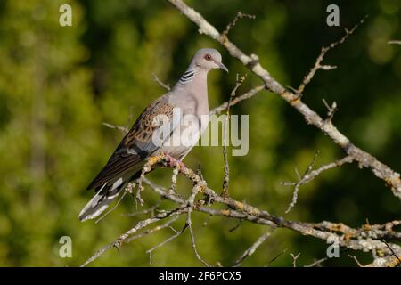 European Turtle Dove (Streptopelia turtur) Stock Photo