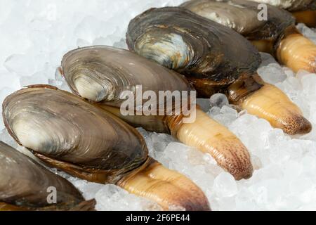 Fresh raw alive soft shell clams, an edible saltwater clam, on ice in a row Stock Photo