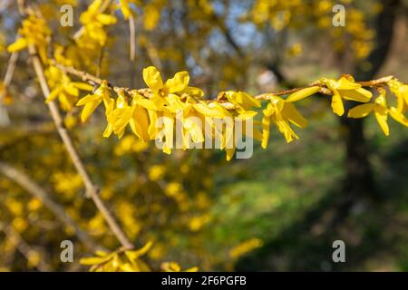 Forsythia europaea, commonly known as Albanian forsythia or European forsythia Stock Photo