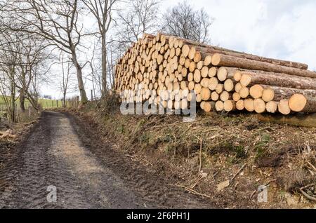 Lumberyard or logging site with piles of felled trees or log trunks, stack of wood logs in the forest, cross-section, deforestation in Germany, Europe Stock Photo