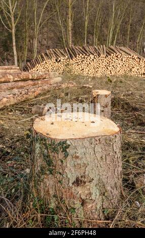 Lumberyard or logging site with piles of felled trees or log trunks, stack of wood logs in the forest, cross-section, deforestation in Germany, Europe Stock Photo