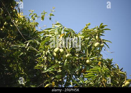 Boating on the Daintree river brings views of beautiful wild Mangoes that are still green in the early Summer.  A great tropical background. Stock Photo