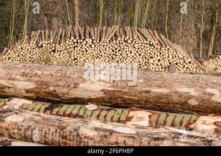 Lumberyard or logging site with piles of felled trees or log trunks, stack of wood logs in the forest, cross-section, deforestation in Germany, Europe Stock Photo