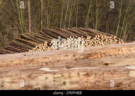 Lumberyard or logging site with piles of felled trees or log trunks, stack of wood logs in the forest, cross-section, deforestation in Germany, Europe Stock Photo